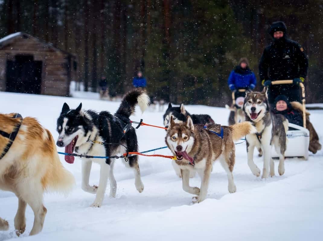 Husky slee door Lapland sneeuw