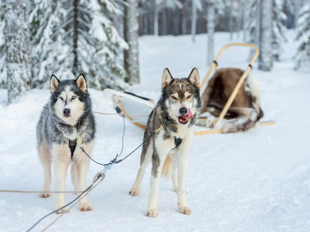 Siberische husky's in actie