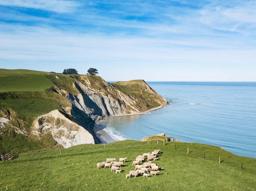 Schapenboerderij Nieuw-Zeeland