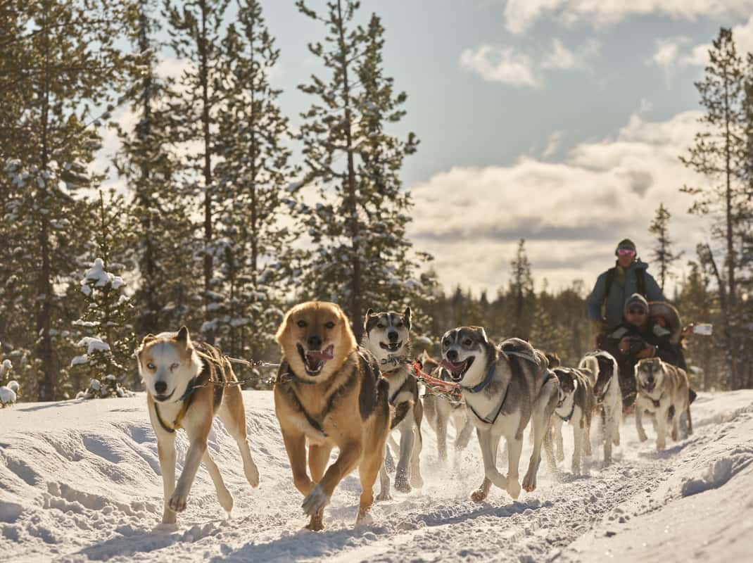 Gezinsvriendelijke husky tour
