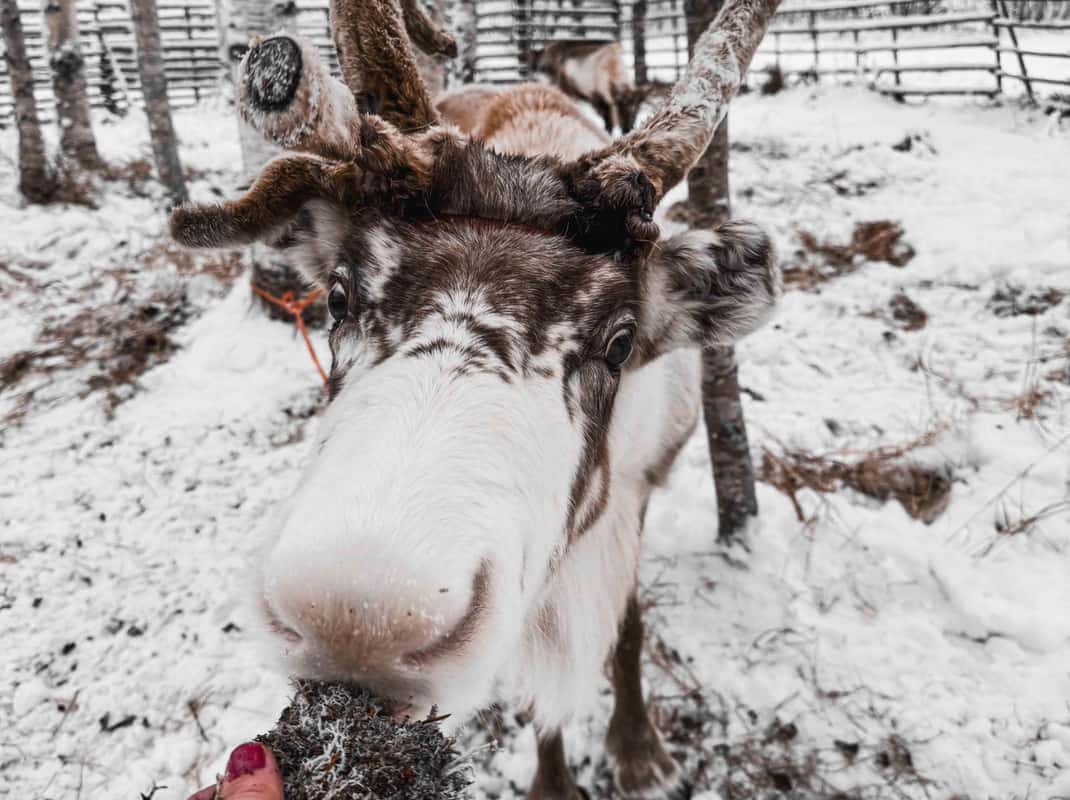Sneeuwlandschap met rendieren