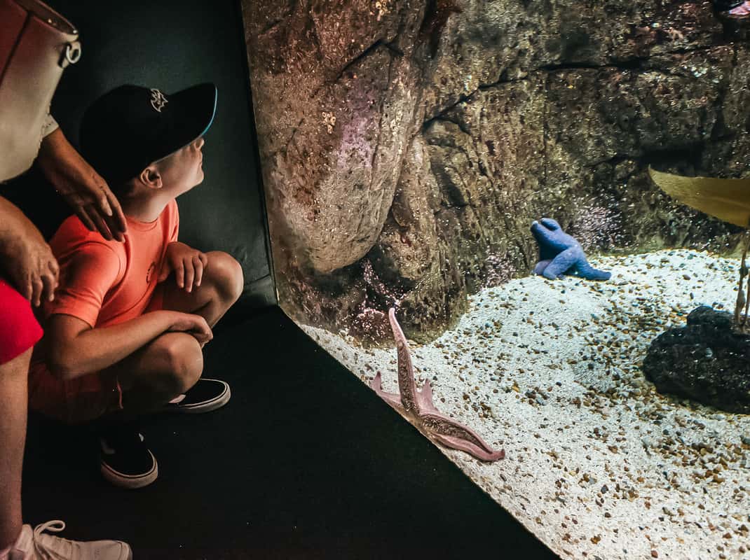 Oceanário zeeotters