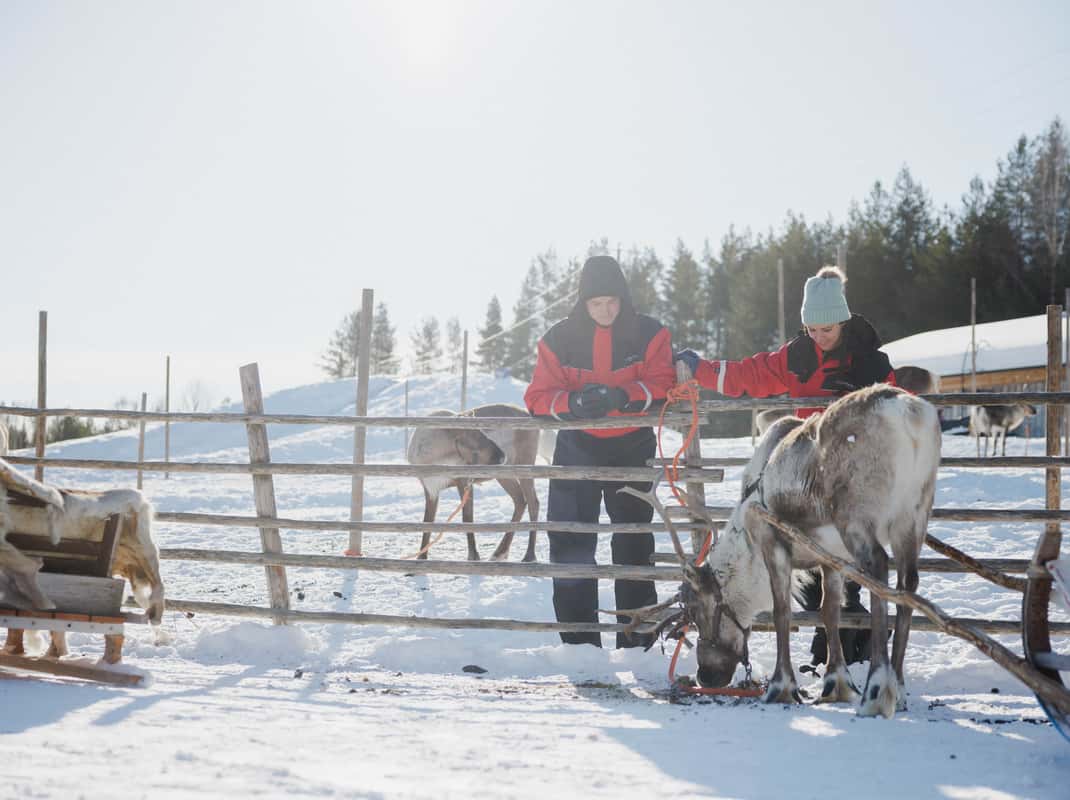 Rendieren bij Arctic Circle