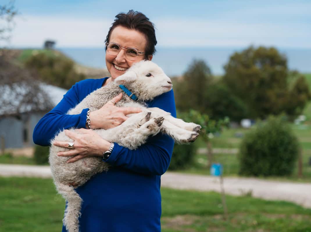 Schapen scheren demonstratie