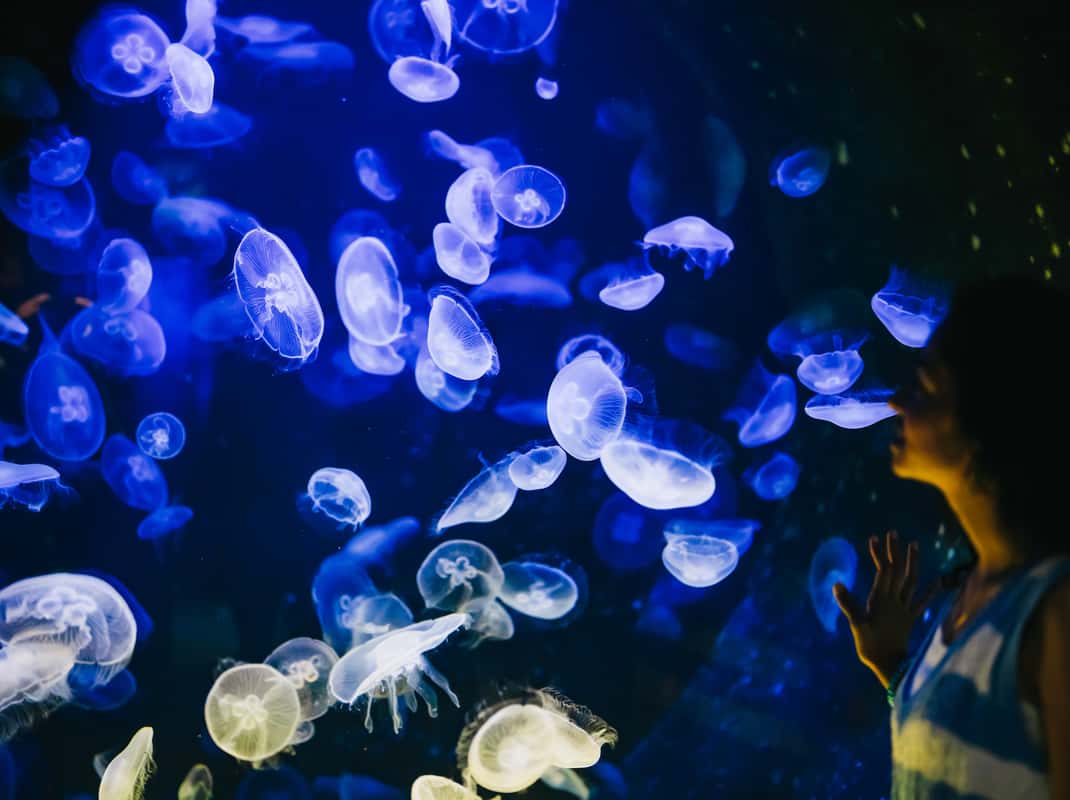 Zeeleven Middellandse Zee