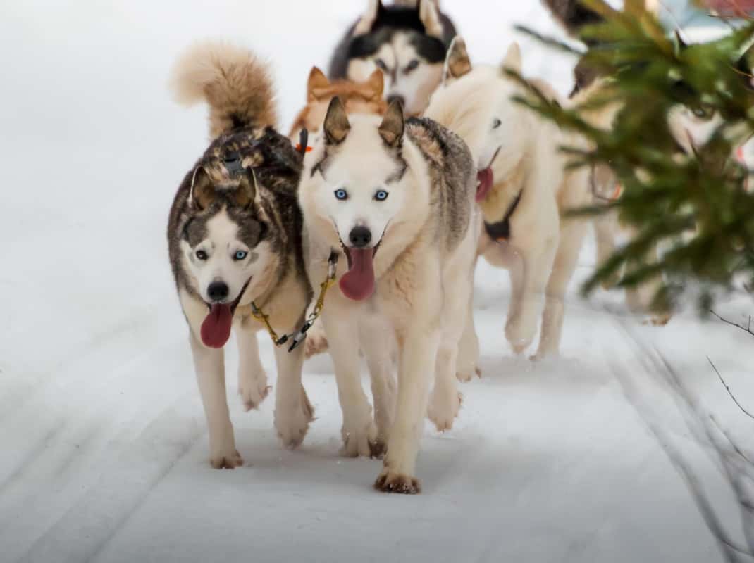 Husky farm in Lapland