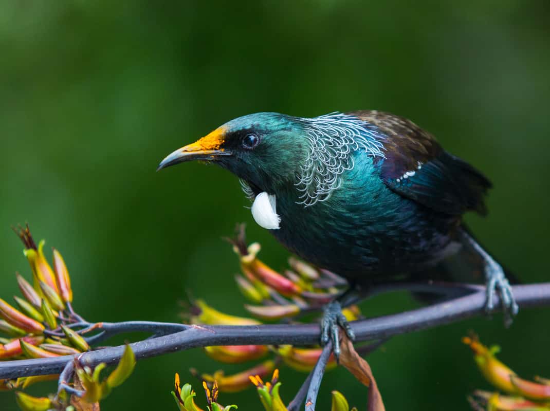 Zealandia natuur