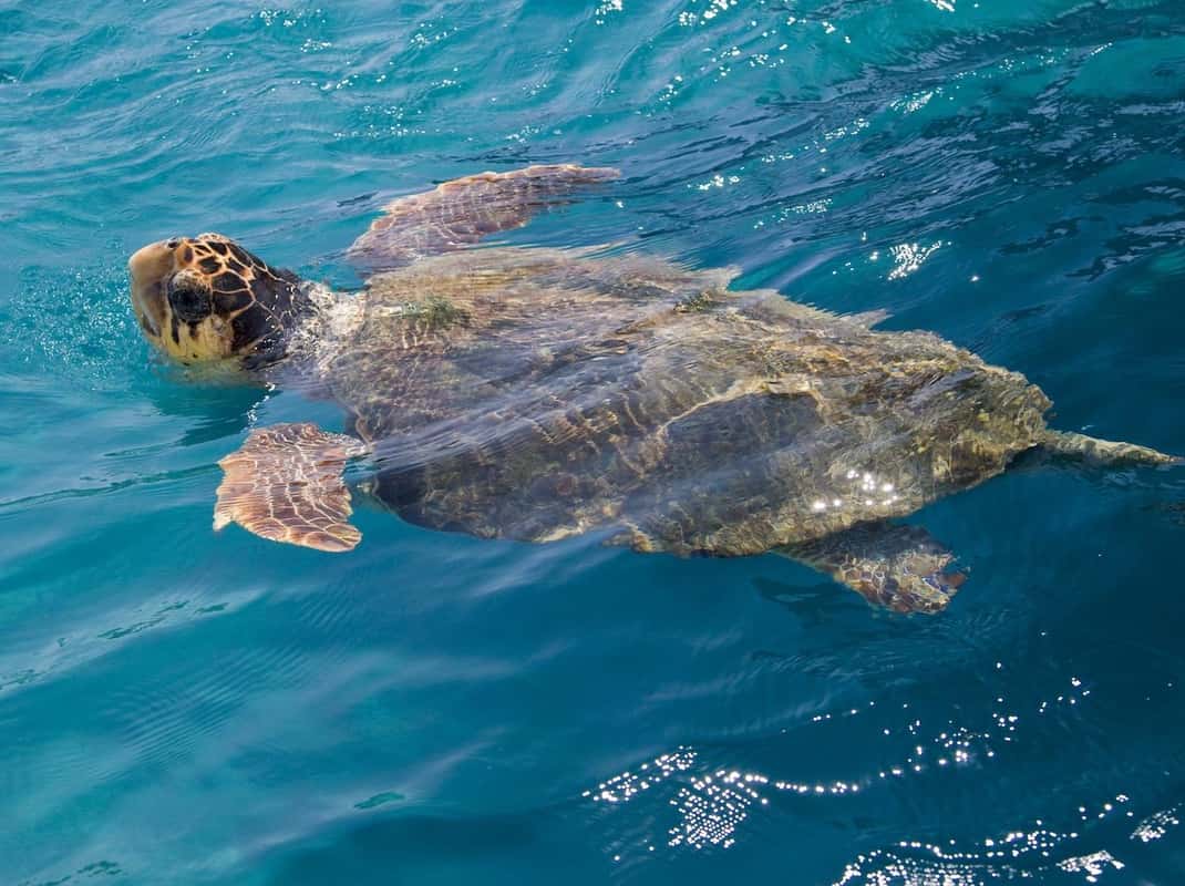 Glasbodemboot Zakynthos cruise