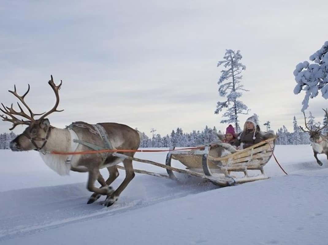 Rendierboerderij Lapland