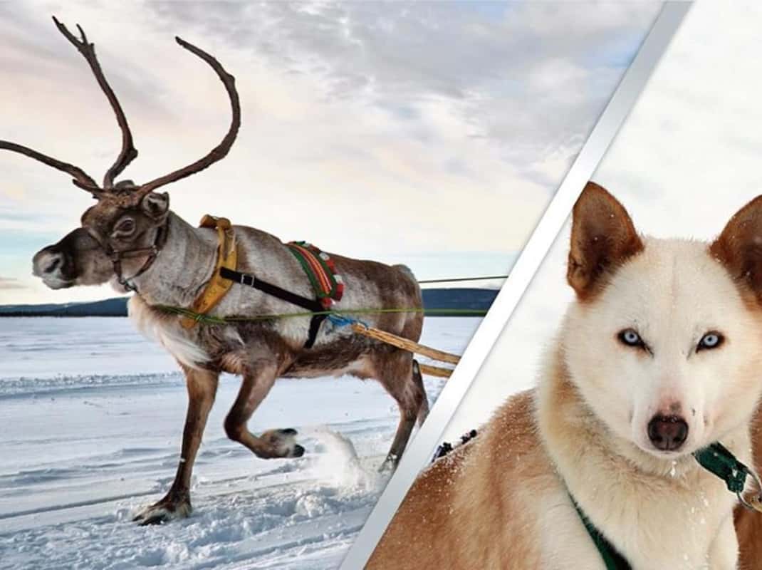 Rendier en husky safari Levi