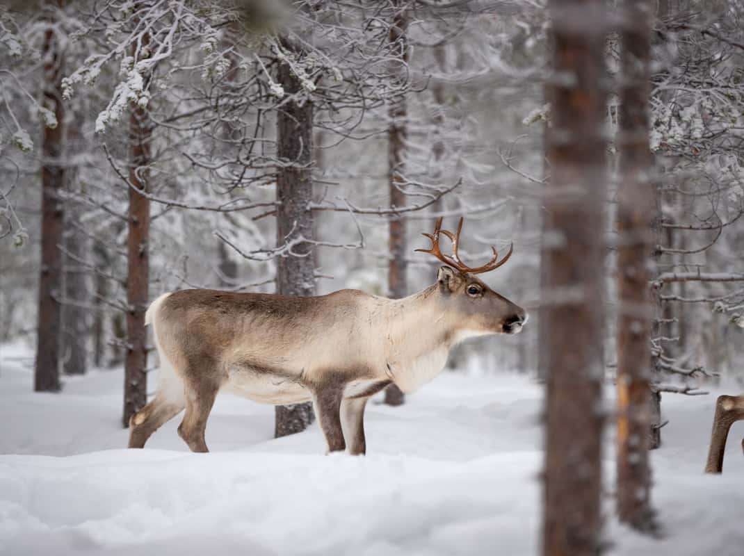 Familiedag Levi winter