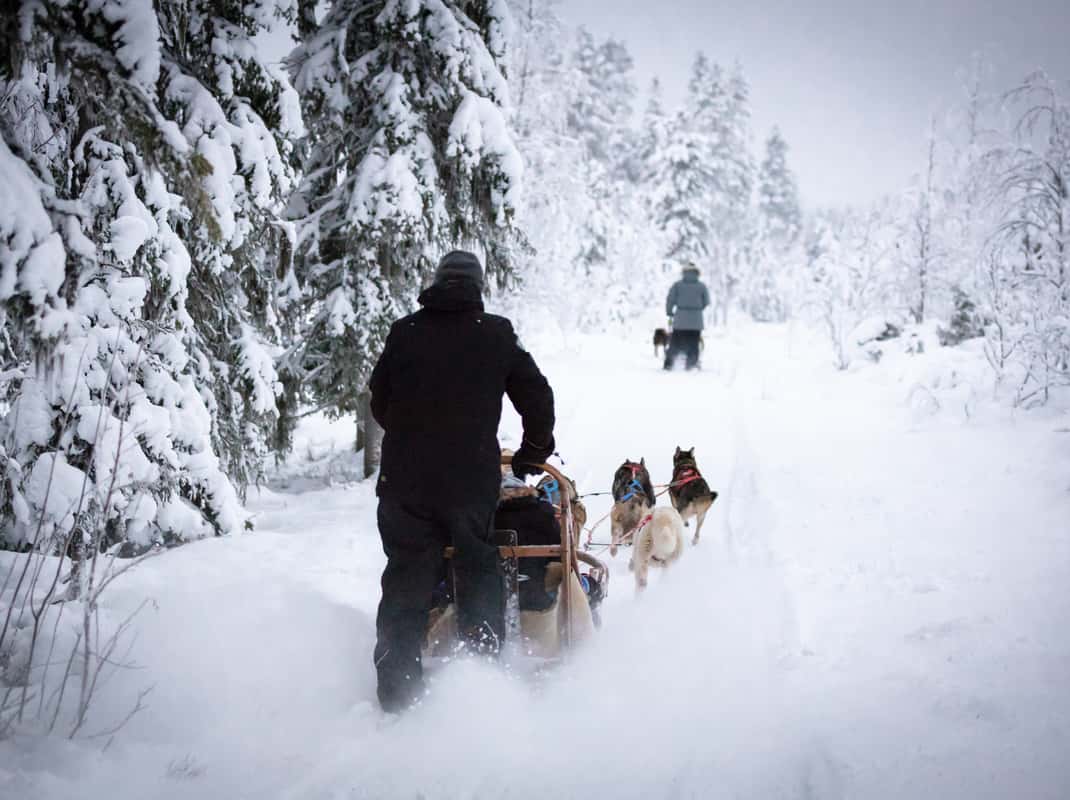 Kinderen met husky's Lapland
