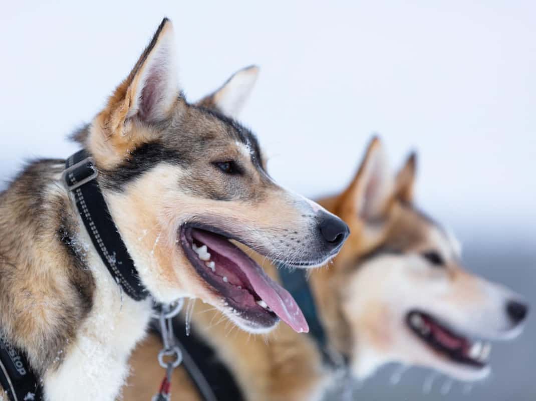 Familie rendieravontuur Finland