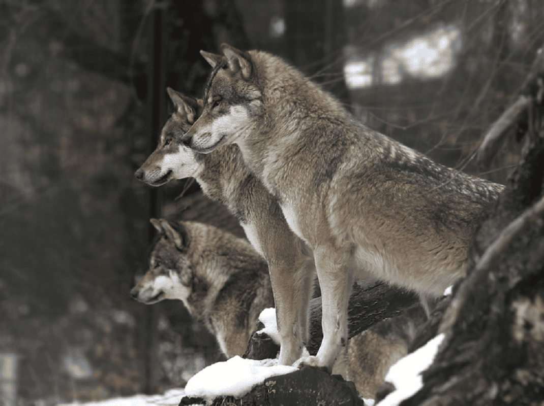 Alpenzoo Innsbruck dieren