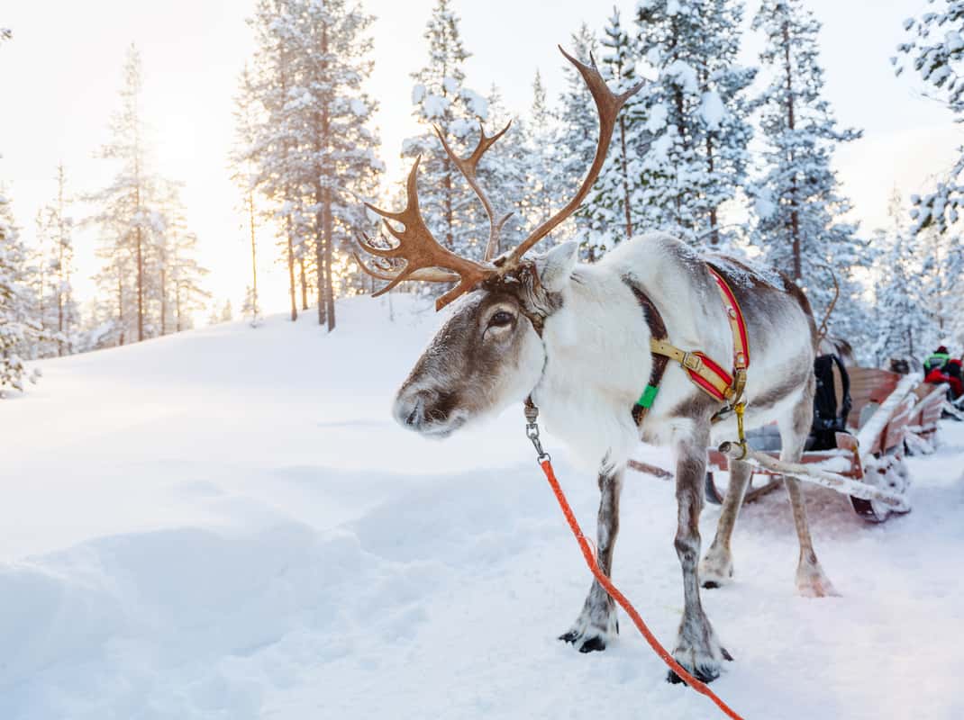Rendier sledetocht Levi Finland