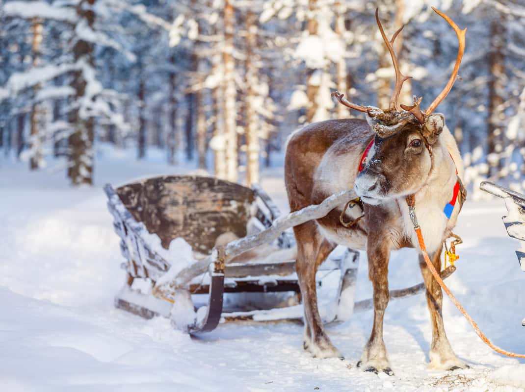 Rendieren in de sneeuw Lapland
