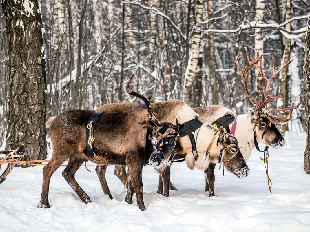 Sami cultuur rendierboerderij