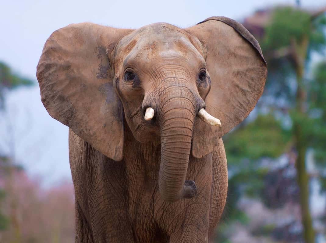 Olifanten Ouwehands Dierenpark