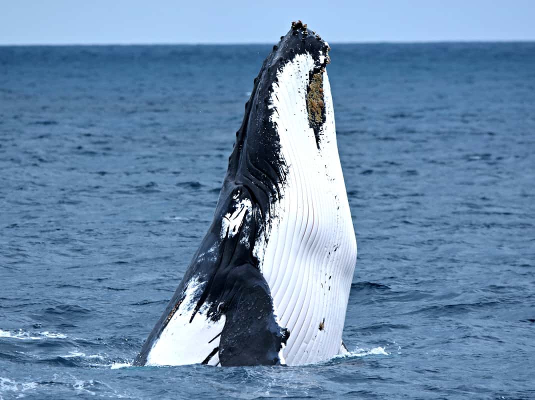 Walvissen kijken Fremantle
