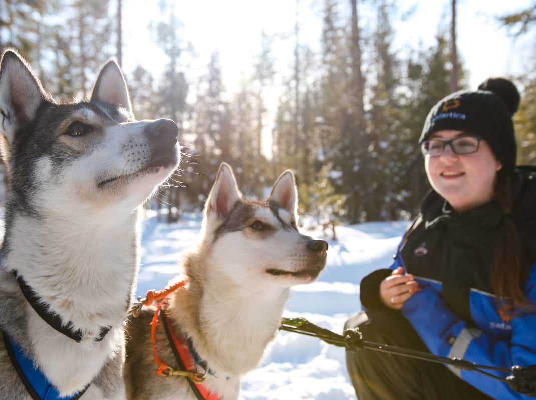 Husky safari overdag Lapland