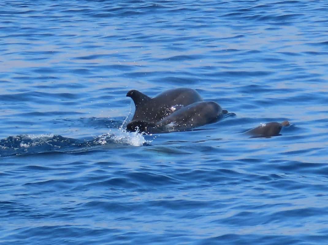 Zwemstop bij verborgen baai