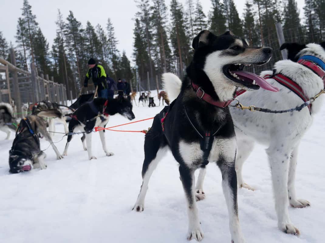 Husky safari Fins-Lapland