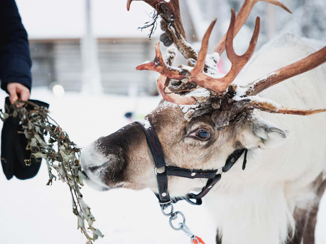 Rendieren husky's kerstman Lapland