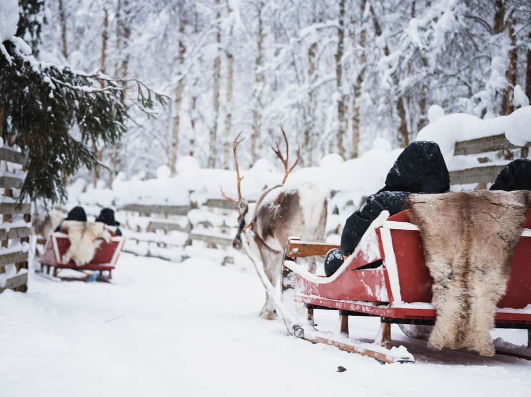 Rendier sledetocht Finland