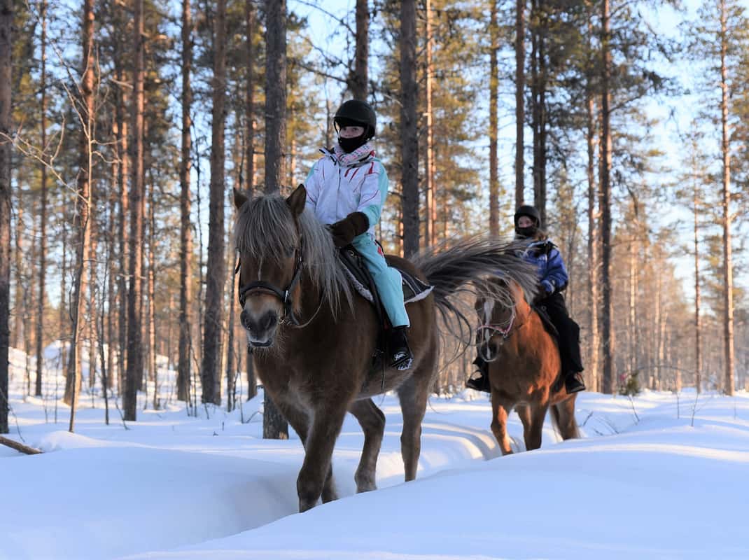 Trail rit dennenbos Lapland