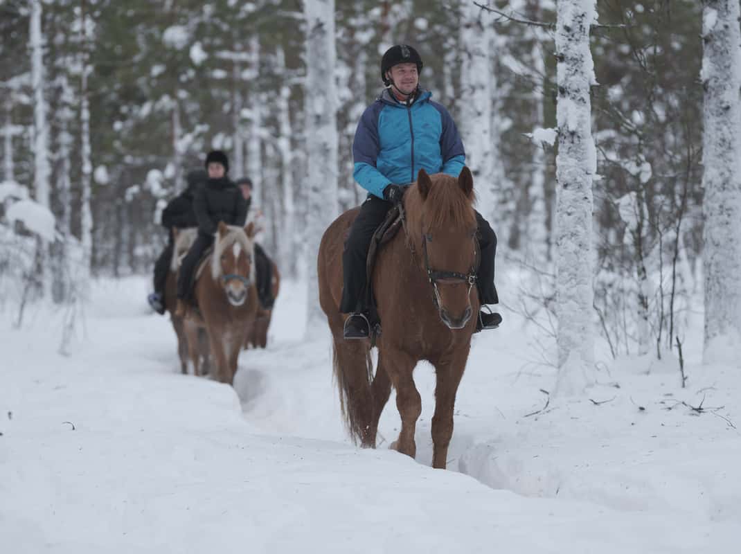 Fins paard arctische wildernis