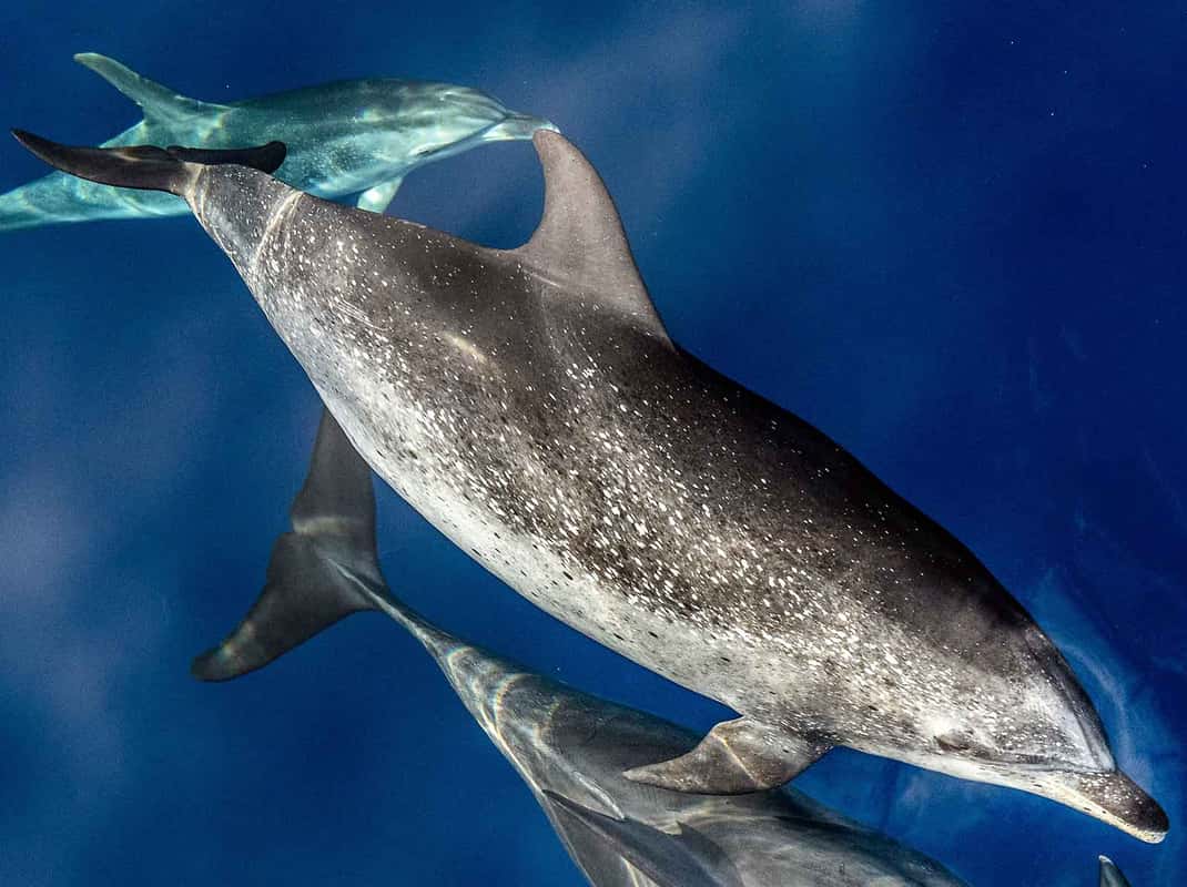 Catamaran tocht Funchal