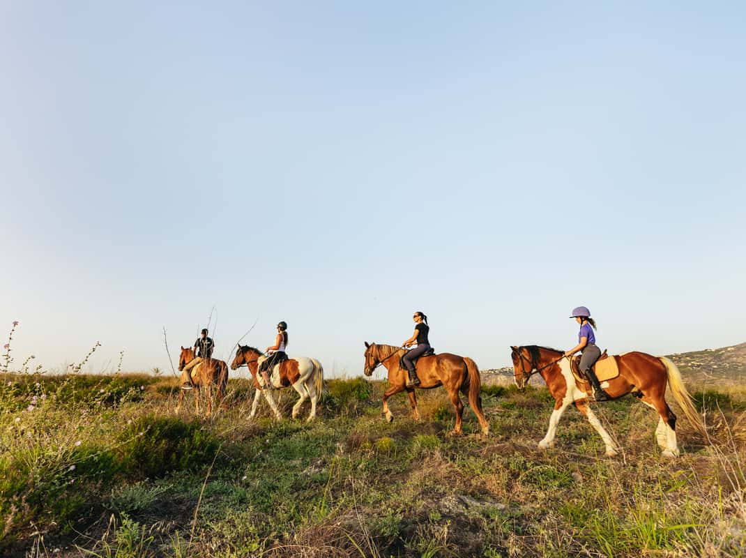 Olijfgaard paardentocht