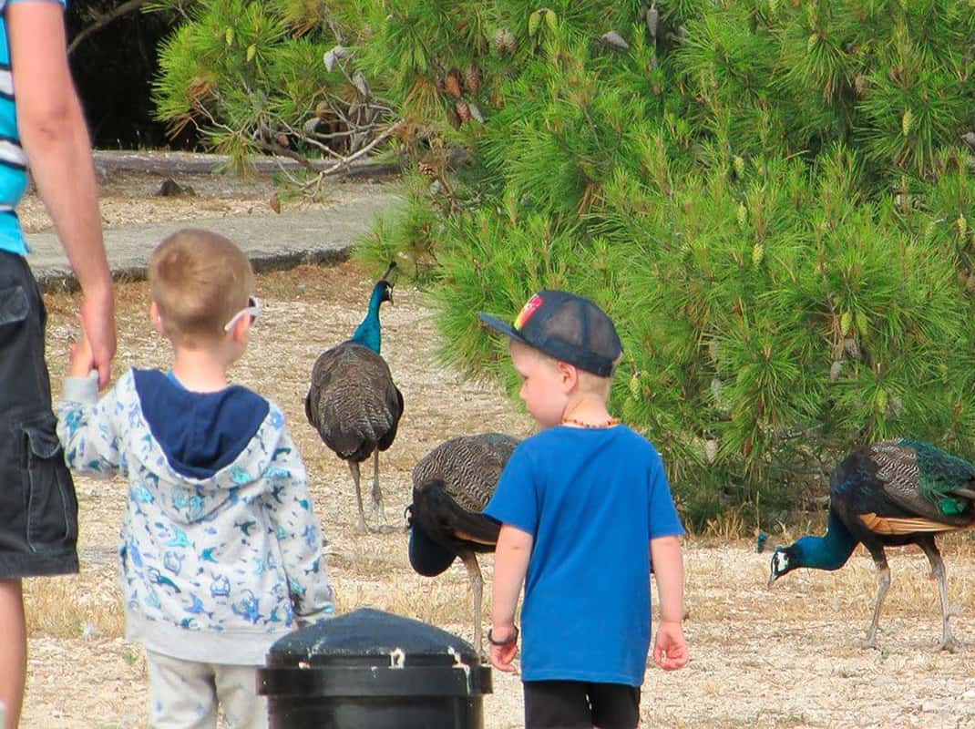 Brijuni eilanden natuur en wildlife