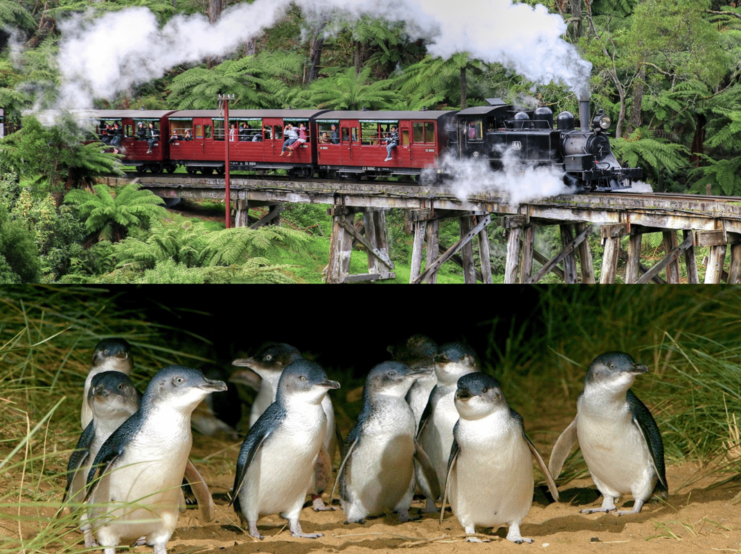 From Melbourne: Puffing Billy and Penguin Parade Combo Tour