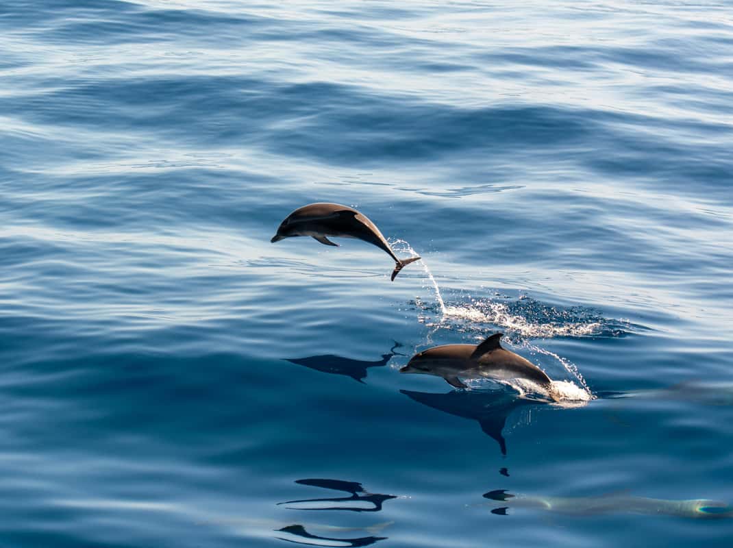 Diner aan boord cruise Pula