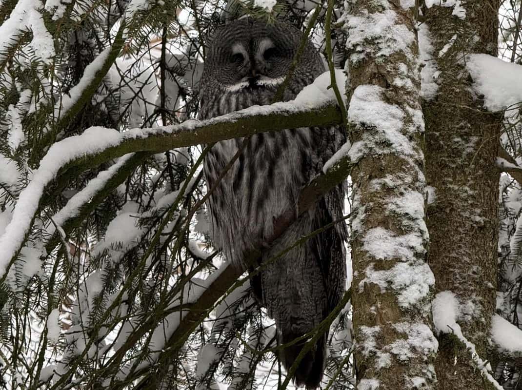 Arctische dieren Finland