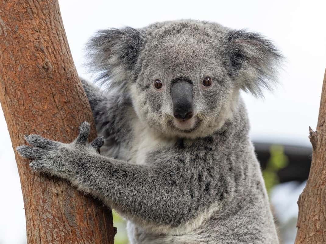 Koala in Ouwehands Zoo Rhenen