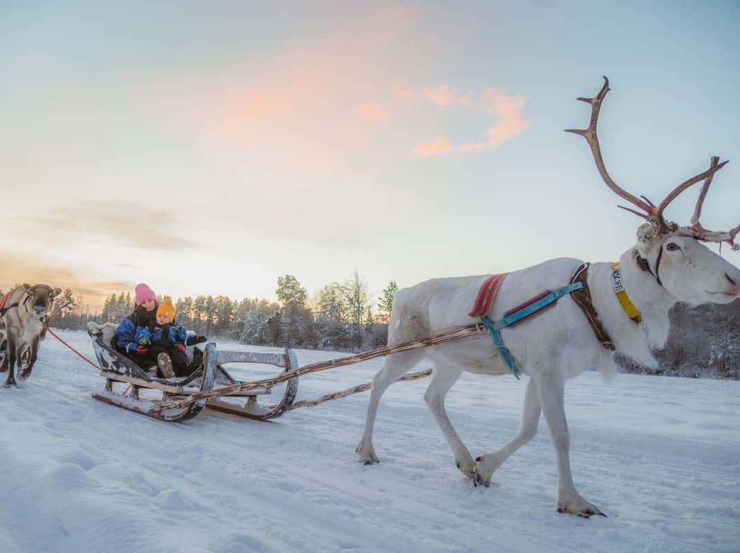 Rendieren in Fins Lapland