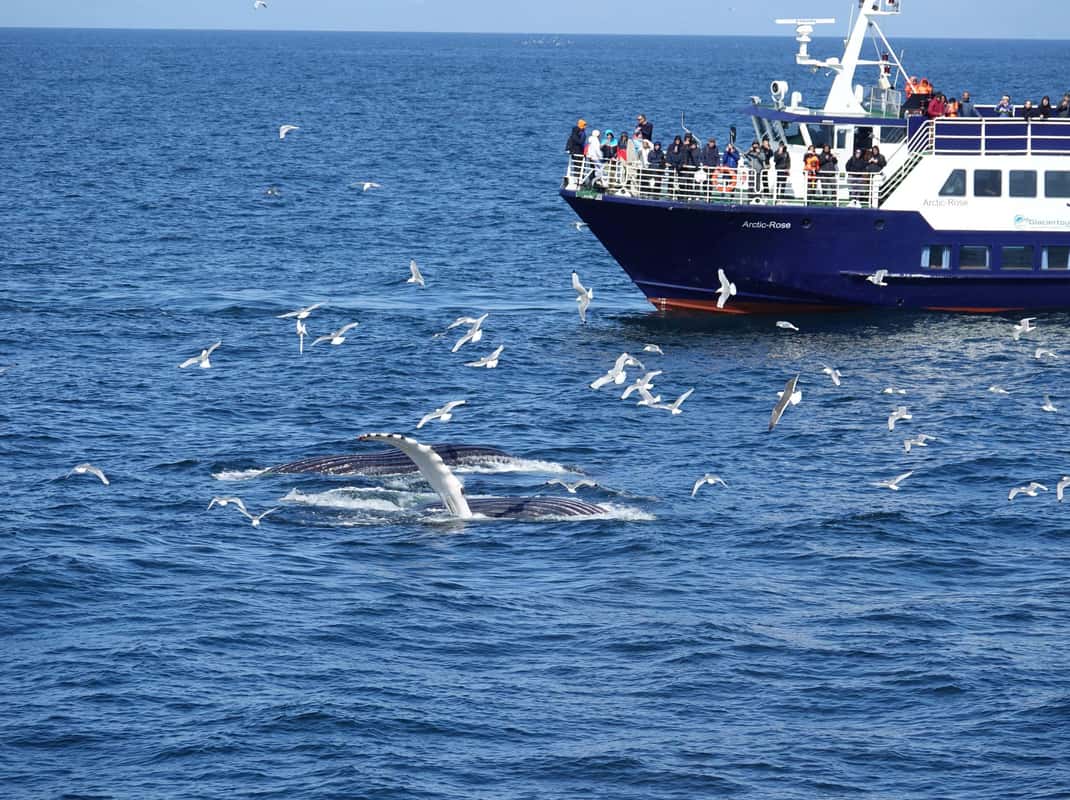 Walvissen spotten IJsland