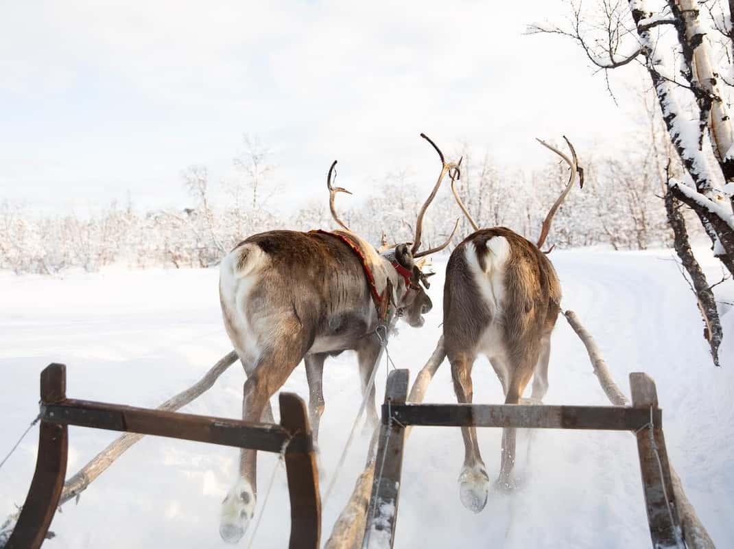 Sami rendierervaring Kiruna