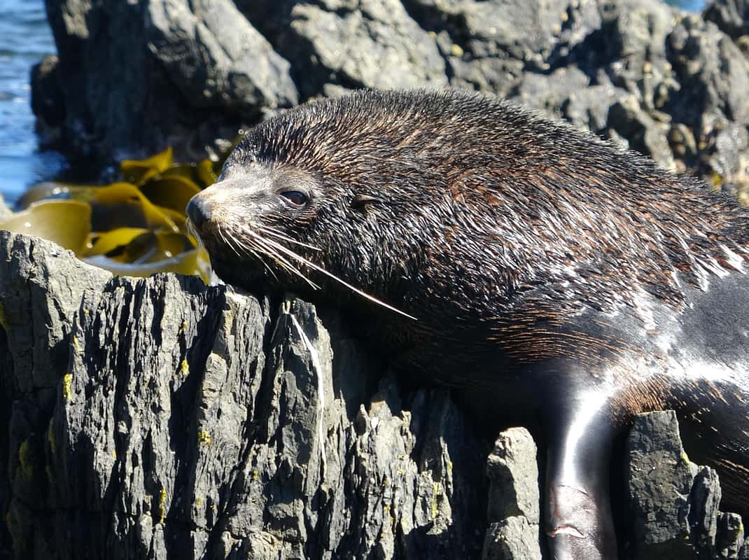 Zeehonden Wellington