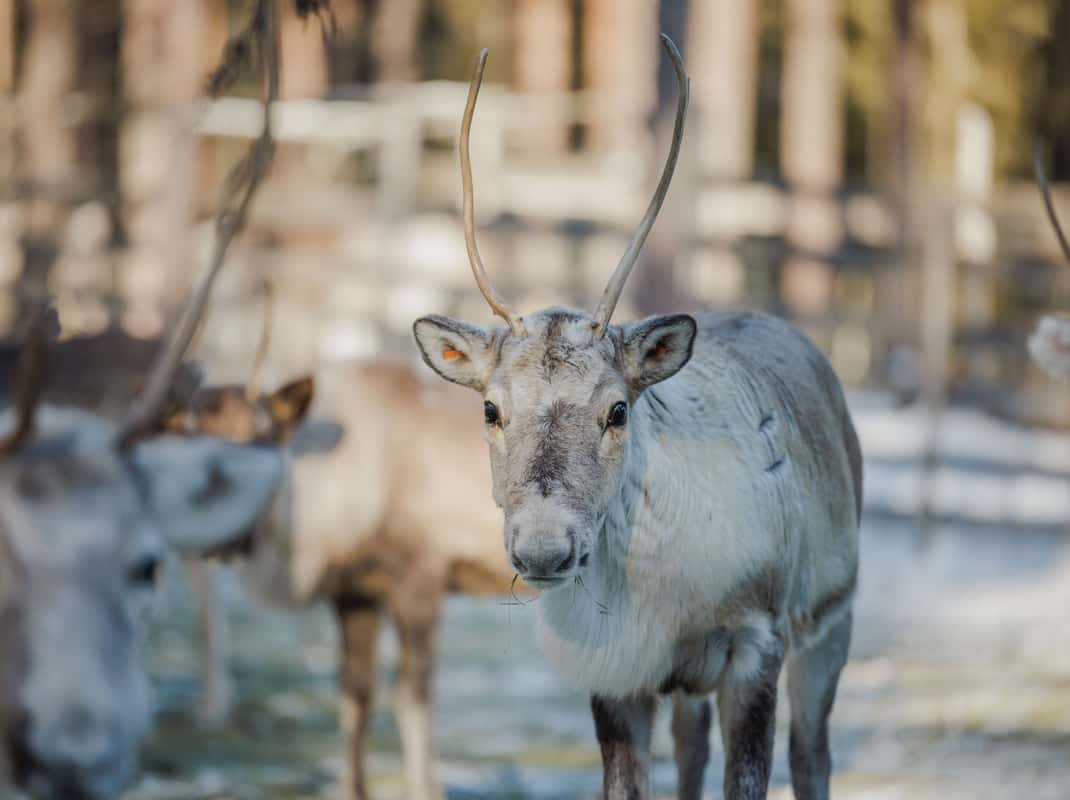 Rendier arrensleetocht Lapland