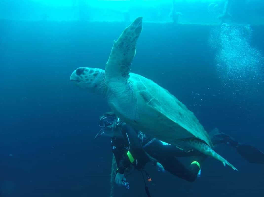 Onderwaterleven Cyprus