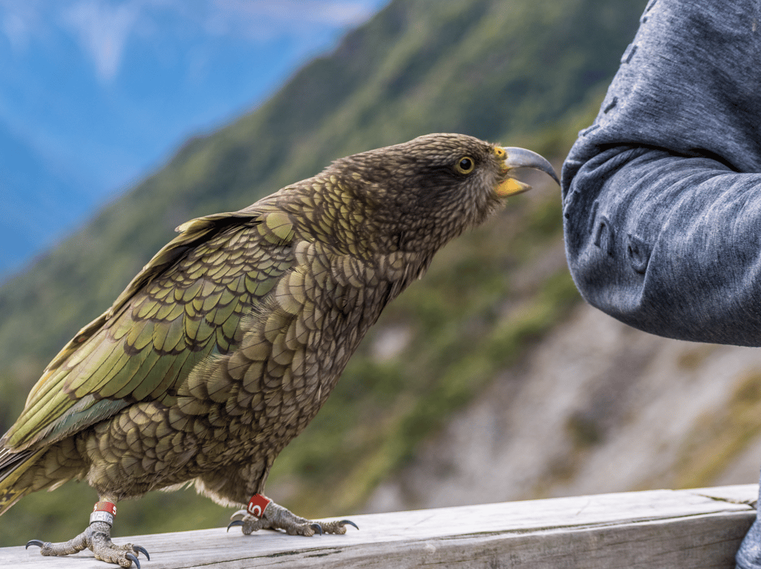 Arthur's Pass bergen