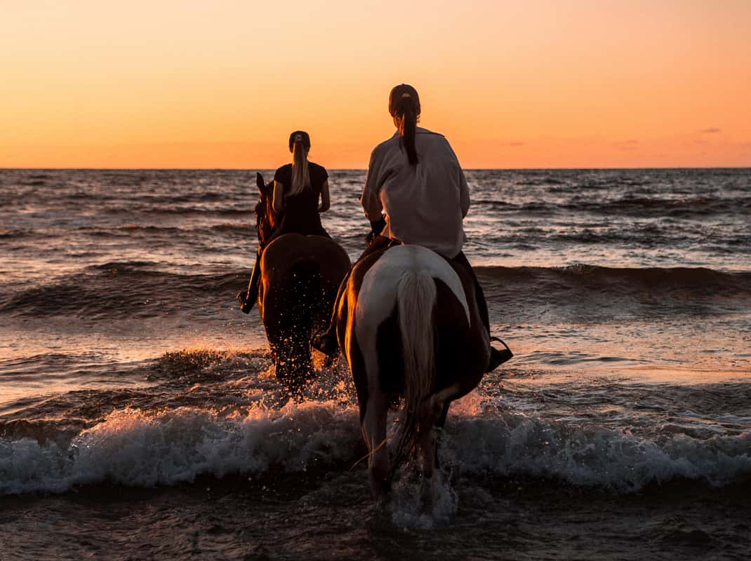 Paarden bij zonsondergang