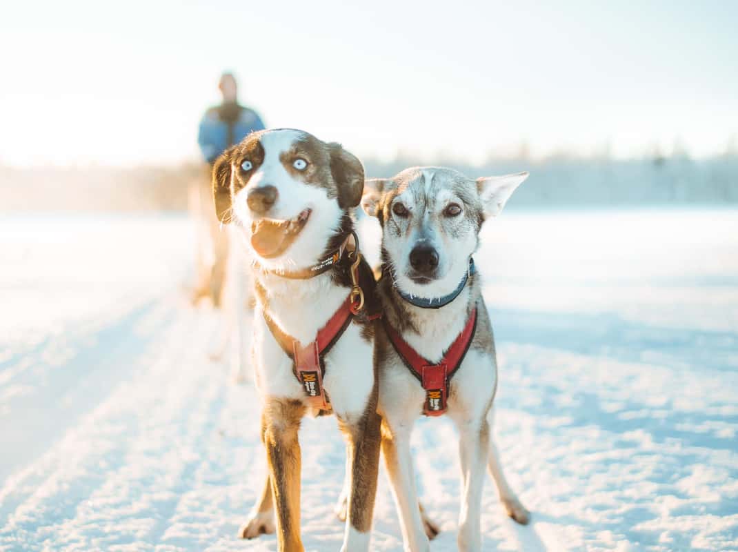 Apukka Husky Adventure