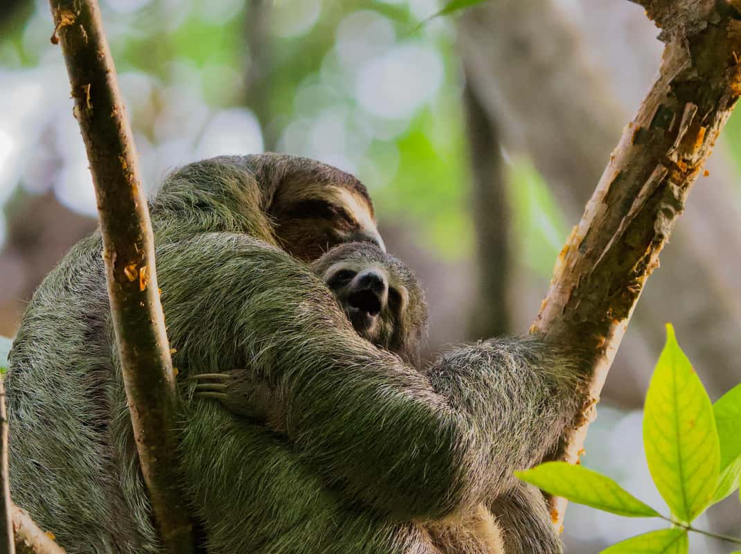Manuel Antonio Park: Guided Walking Tour with a Naturalist