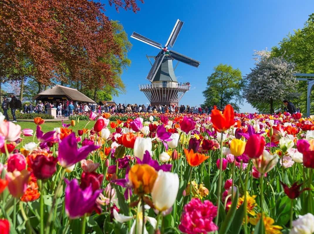 Keukenhof tulpen