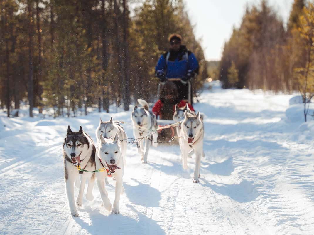 Husky slee Lapland