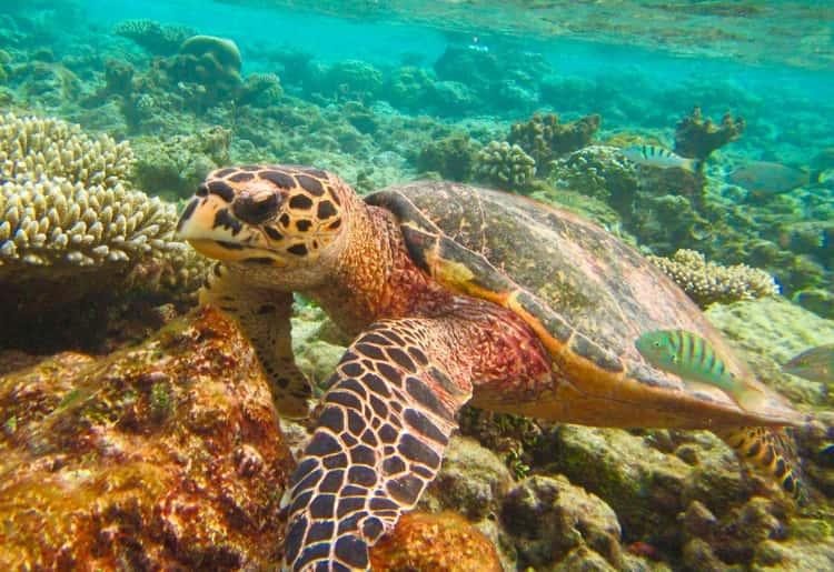Similan Islands wit strand